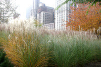 Nature in the City